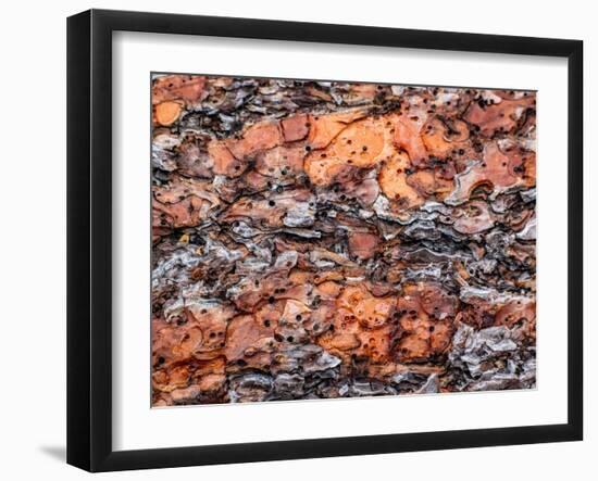 USA, Washington State, Table Mountain eastern Cascade Mountains Ponderosa Pine Bark-Sylvia Gulin-Framed Photographic Print