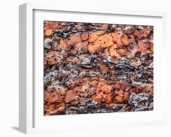 USA, Washington State, Table Mountain eastern Cascade Mountains Ponderosa Pine Bark-Sylvia Gulin-Framed Photographic Print