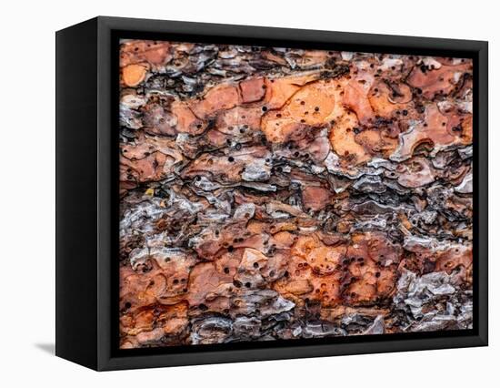 USA, Washington State, Table Mountain eastern Cascade Mountains Ponderosa Pine Bark-Sylvia Gulin-Framed Premier Image Canvas