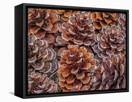 USA, Washington State, Table Mountain eastern Cascade Mountains Ponderosa Pine cones-Sylvia Gulin-Framed Premier Image Canvas