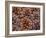 USA, Washington State, Table Mountain eastern Cascade Mountains Ponderosa Pine cones-Sylvia Gulin-Framed Photographic Print