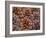 USA, Washington State, Table Mountain eastern Cascade Mountains Ponderosa Pine cones-Sylvia Gulin-Framed Photographic Print