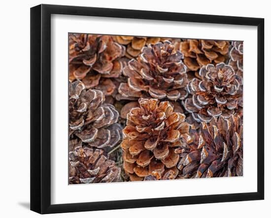 USA, Washington State, Table Mountain eastern Cascade Mountains Ponderosa Pine cones-Sylvia Gulin-Framed Photographic Print