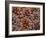 USA, Washington State, Table Mountain eastern Cascade Mountains Ponderosa Pine cones-Sylvia Gulin-Framed Photographic Print