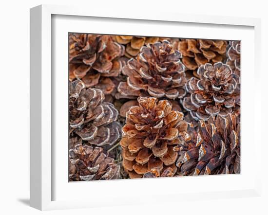 USA, Washington State, Table Mountain eastern Cascade Mountains Ponderosa Pine cones-Sylvia Gulin-Framed Photographic Print