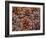 USA, Washington State, Table Mountain eastern Cascade Mountains Ponderosa Pine cones-Sylvia Gulin-Framed Photographic Print