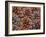 USA, Washington State, Table Mountain eastern Cascade Mountains Ponderosa Pine cones-Sylvia Gulin-Framed Photographic Print