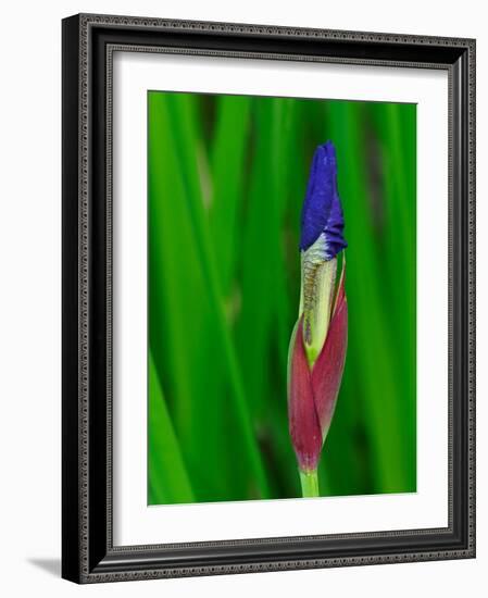Usa, Washington State, Underwood. Iris flower bud-Merrill Images-Framed Photographic Print