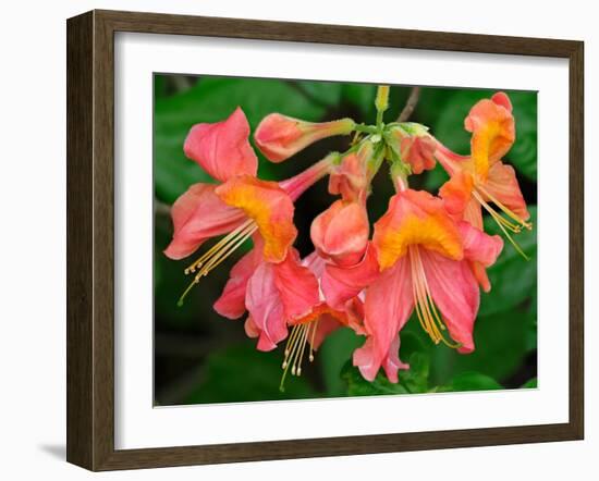 Usa, Washington State, Underwood. Orange flame azalea flower-Merrill Images-Framed Photographic Print