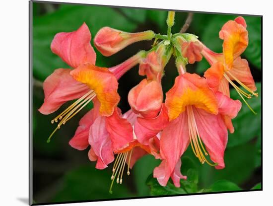 Usa, Washington State, Underwood. Orange flame azalea flower-Merrill Images-Mounted Photographic Print