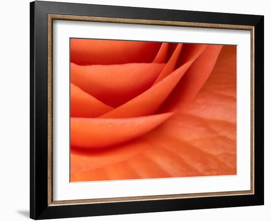 Usa, Washington State, Underwood. Orange ranunculus flower close-up-Merrill Images-Framed Photographic Print