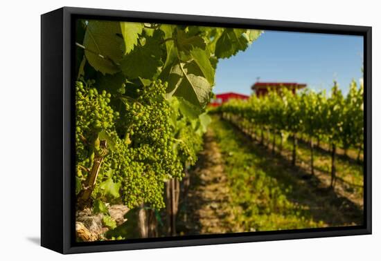 USA, Washington State, vineyard-Richard Duval-Framed Premier Image Canvas