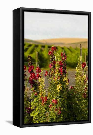 USA, Washington State, Walla Walla. Wildflowers in the Seven Hills vineyard.-Richard Duval-Framed Premier Image Canvas