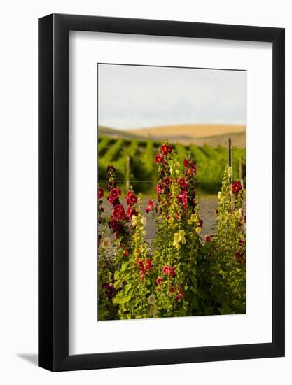 USA, Washington State, Walla Walla. Wildflowers in the Seven Hills vineyard.-Richard Duval-Framed Photographic Print