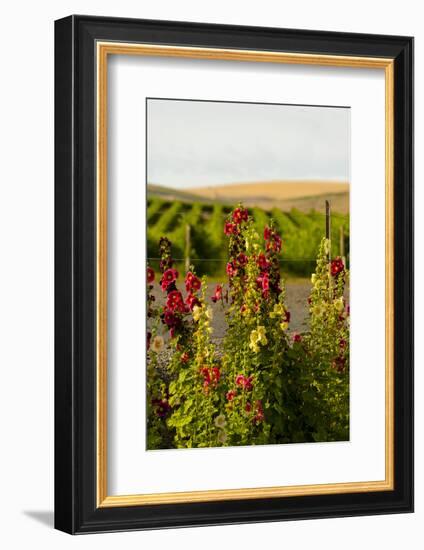 USA, Washington State, Walla Walla. Wildflowers in the Seven Hills vineyard.-Richard Duval-Framed Photographic Print