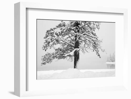 USA, Washington State. Wenatchee National Forest, ponderosa pine.-Jamie & Judy Wild-Framed Photographic Print