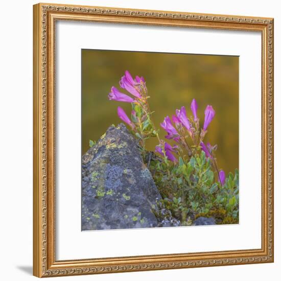 USA, Washington State, Wenatchee NF. Penstemon Flowers Scenic-Don Paulson-Framed Photographic Print