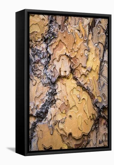 USA, Washington State, Wenatchee NF. Ponderosa Pine Tree Bark-Don Paulson-Framed Premier Image Canvas
