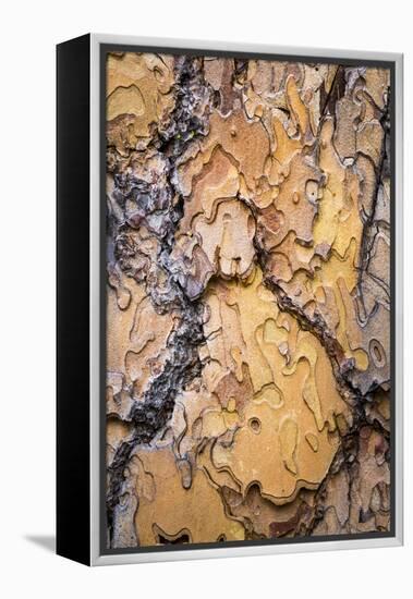 USA, Washington State, Wenatchee NF. Ponderosa Pine Tree Bark-Don Paulson-Framed Premier Image Canvas
