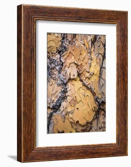 USA, Washington State, Wenatchee NF. Ponderosa Pine Tree Bark-Don Paulson-Framed Photographic Print