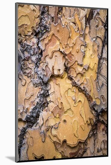 USA, Washington State, Wenatchee NF. Ponderosa Pine Tree Bark-Don Paulson-Mounted Photographic Print