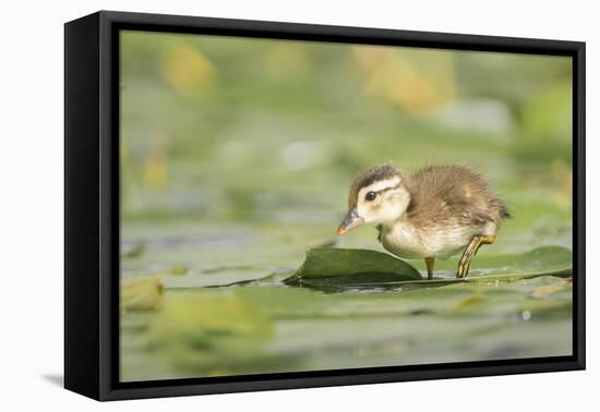 USA, Washington State. Wood Duck (Aix sponsa) duckling on lily pad in western Washington.-Gary Luhm-Framed Premier Image Canvas