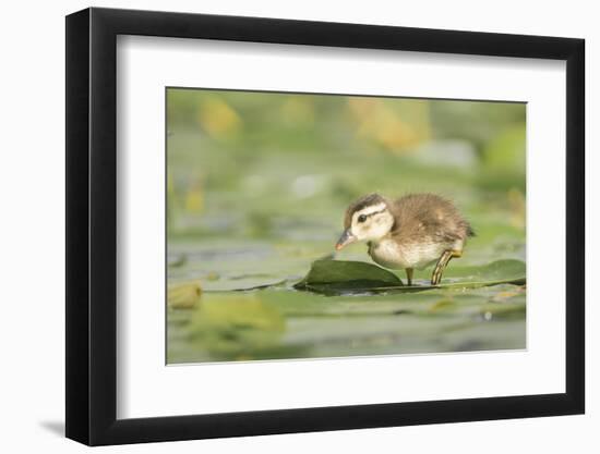 USA, Washington State. Wood Duck (Aix sponsa) duckling on lily pad in western Washington.-Gary Luhm-Framed Photographic Print