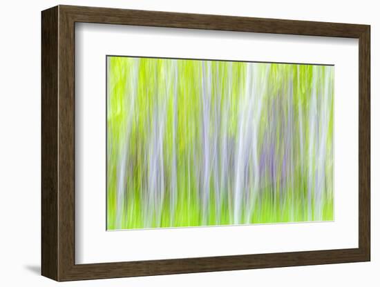 USA, Washington State, Yakima River Trail. Abstract of Aspen Trees-Don Paulson-Framed Photographic Print