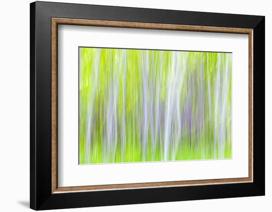 USA, Washington State, Yakima River Trail. Abstract of Aspen Trees-Don Paulson-Framed Photographic Print