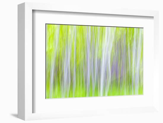 USA, Washington State, Yakima River Trail. Abstract of Aspen Trees-Don Paulson-Framed Photographic Print