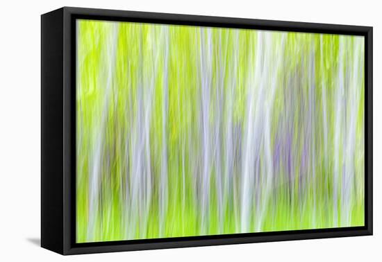 USA, Washington State, Yakima River Trail. Abstract of Aspen Trees-Don Paulson-Framed Premier Image Canvas