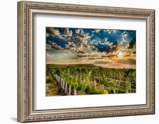 USA, Washington State, Yakima Valley. Sunrise on a vineyard.-Richard Duval-Framed Photographic Print