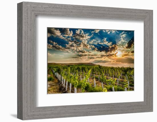 USA, Washington State, Yakima Valley. Sunrise on a vineyard.-Richard Duval-Framed Photographic Print