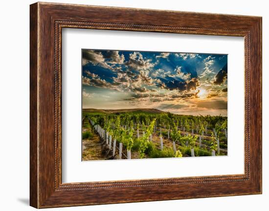 USA, Washington State, Yakima Valley. Sunrise on a vineyard.-Richard Duval-Framed Photographic Print