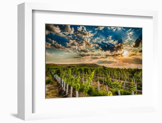 USA, Washington State, Yakima Valley. Sunrise on a vineyard.-Richard Duval-Framed Photographic Print