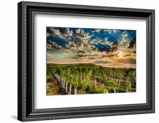USA, Washington State, Yakima Valley. Sunrise on a vineyard.-Richard Duval-Framed Photographic Print