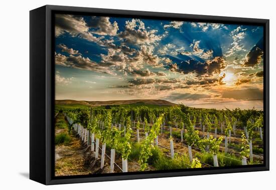 USA, Washington State, Yakima Valley. Sunrise on a vineyard.-Richard Duval-Framed Premier Image Canvas