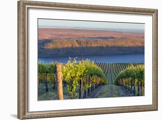 USA, Washington. the Benches Vineyard in the Horse Heaven Hills Ava-Janis Miglavs-Framed Photographic Print