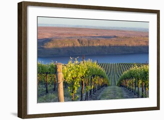 USA, Washington. the Benches Vineyard in the Horse Heaven Hills Ava-Janis Miglavs-Framed Photographic Print