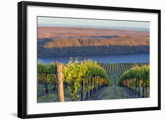 USA, Washington. the Benches Vineyard in the Horse Heaven Hills Ava-Janis Miglavs-Framed Photographic Print