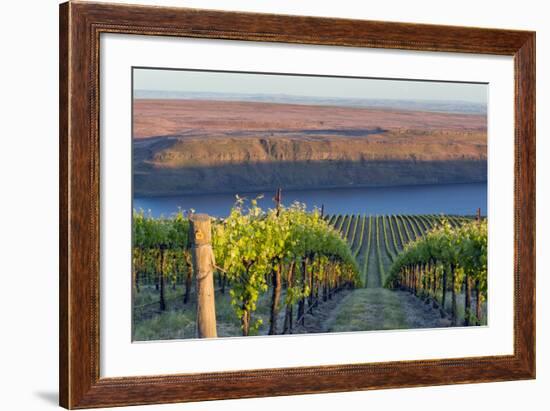 USA, Washington. the Benches Vineyard in the Horse Heaven Hills Ava-Janis Miglavs-Framed Photographic Print