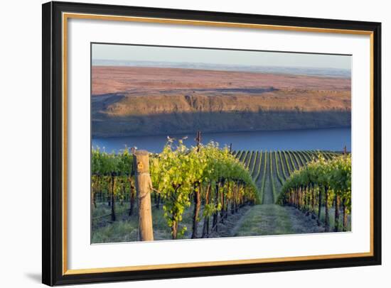 USA, Washington. the Benches Vineyard in the Horse Heaven Hills Ava-Janis Miglavs-Framed Photographic Print