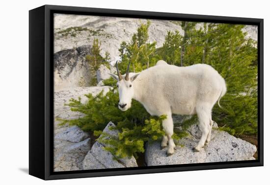 USA, Washington, Upper Enchantments. Mountain goat ewe with kid.-Steve Kazlowski-Framed Premier Image Canvas