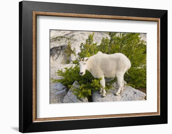 USA, Washington, Upper Enchantments. Mountain goat ewe with kid.-Steve Kazlowski-Framed Photographic Print