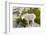 USA, Washington, Upper Enchantments. Mountain goat ewe with kid.-Steve Kazlowski-Framed Photographic Print