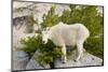 USA, Washington, Upper Enchantments. Mountain goat ewe with kid.-Steve Kazlowski-Mounted Photographic Print