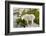 USA, Washington, Upper Enchantments. Mountain goat ewe with kid.-Steve Kazlowski-Framed Photographic Print