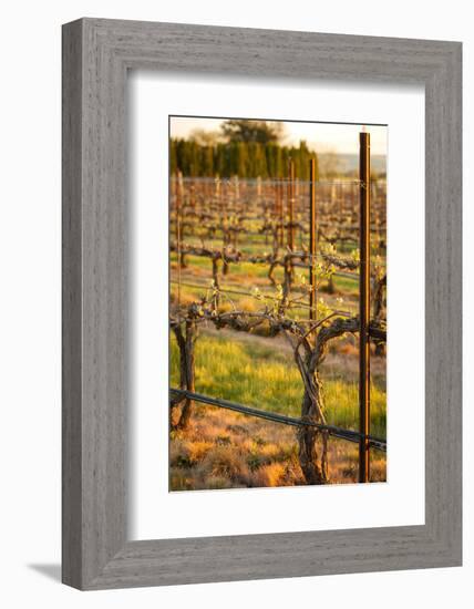 USA, Washington, Walla Walla. Bud Break in a Vineyard in Wine Country-Richard Duval-Framed Photographic Print