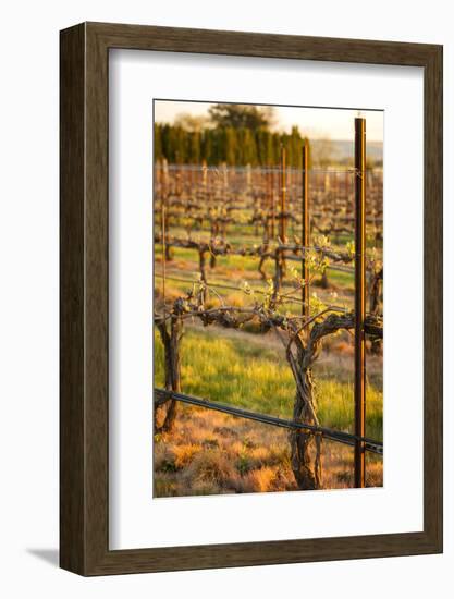 USA, Washington, Walla Walla. Bud Break in a Vineyard in Wine Country-Richard Duval-Framed Photographic Print