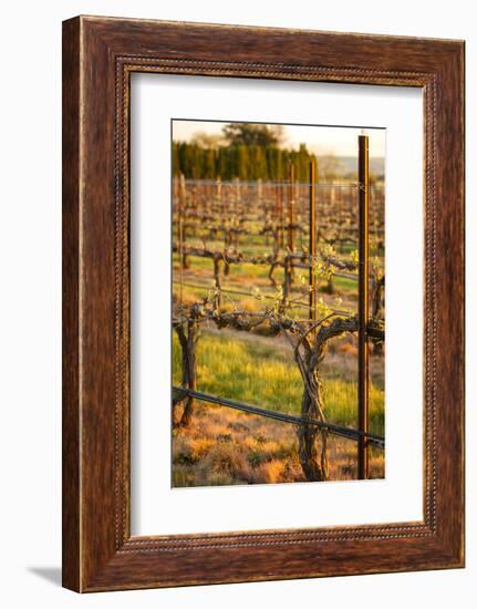 USA, Washington, Walla Walla. Bud Break in a Vineyard in Wine Country-Richard Duval-Framed Photographic Print